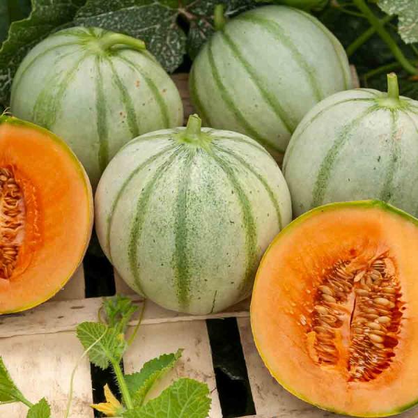 Potagères - Melon Charentais - face recto